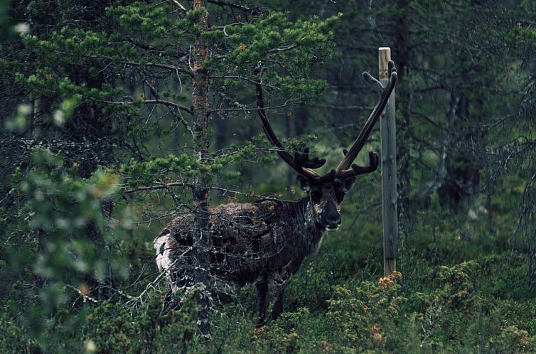 Vakantiehuis Vargen 2