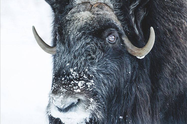 Vakantiehuis Vargen 2