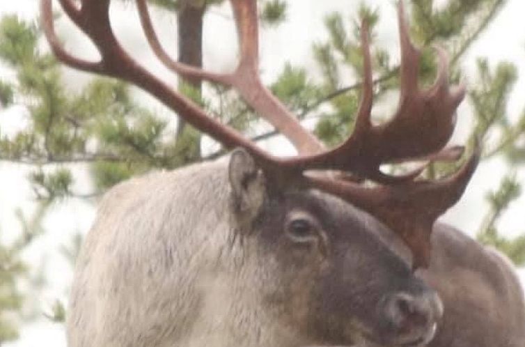 Vakantiehuis Zu vermieten in der Nähe von Jokkmokk