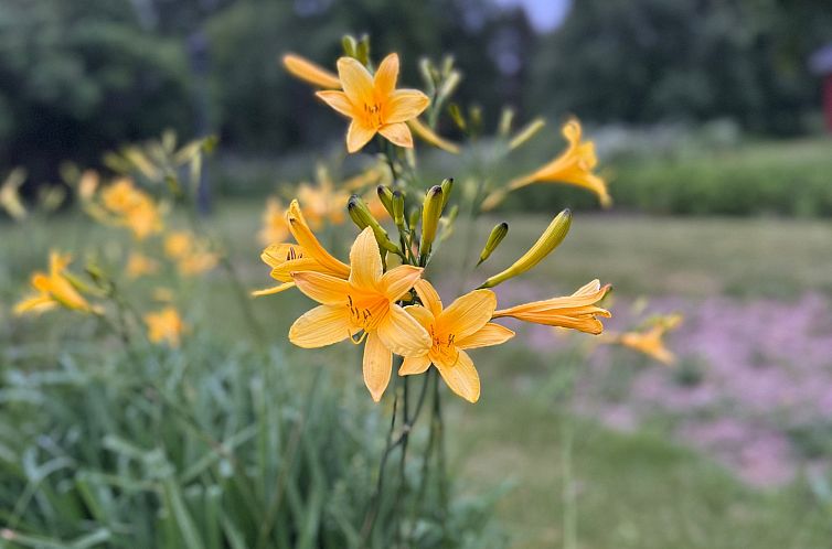 Vrijstaande woning in Furudal