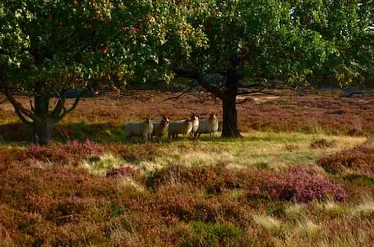 Vakantiehuisje in Hooghalen