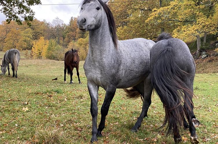 Huisje in VAldemarsvik