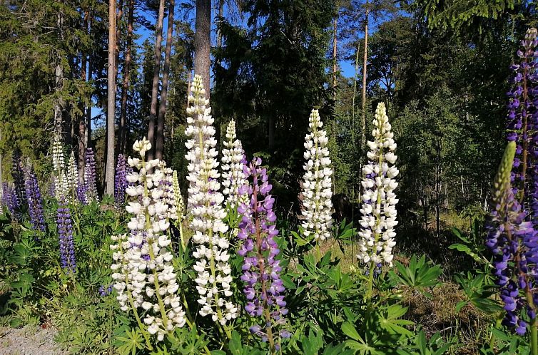 Vakantiehuis Karlsson