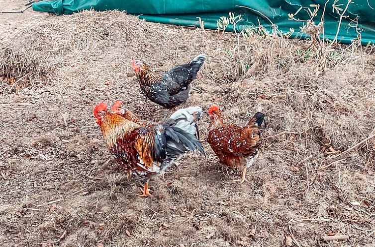 Vakantiehuis in Tyringe