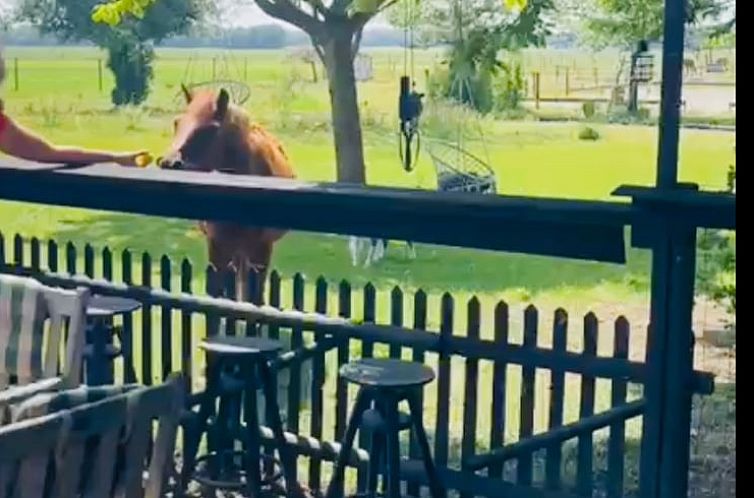 Geniessen Sie den laendlichen Charme des Ferienhauses in Zuidveld, Zentral-Drenthe, mit Blick auf grasende Kuehe von der Veranda.