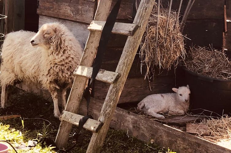 Vakantiehuisje in Zuidveld