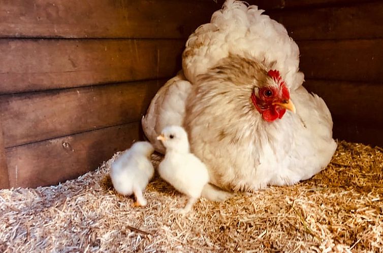 Vakantiehuisje in Zuidveld