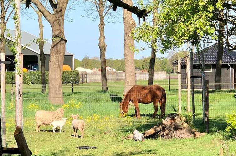 Vakantiehuisje in Zuidveld
