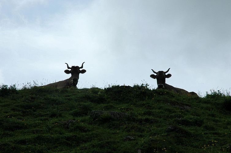 Appartement Bärgchutzli Parterre