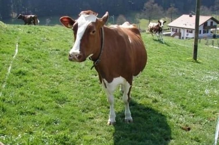 Appartement Muessache