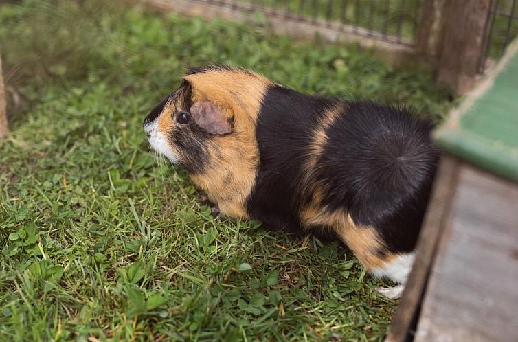 Appartement Muessache