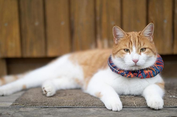 Appartement Muessache