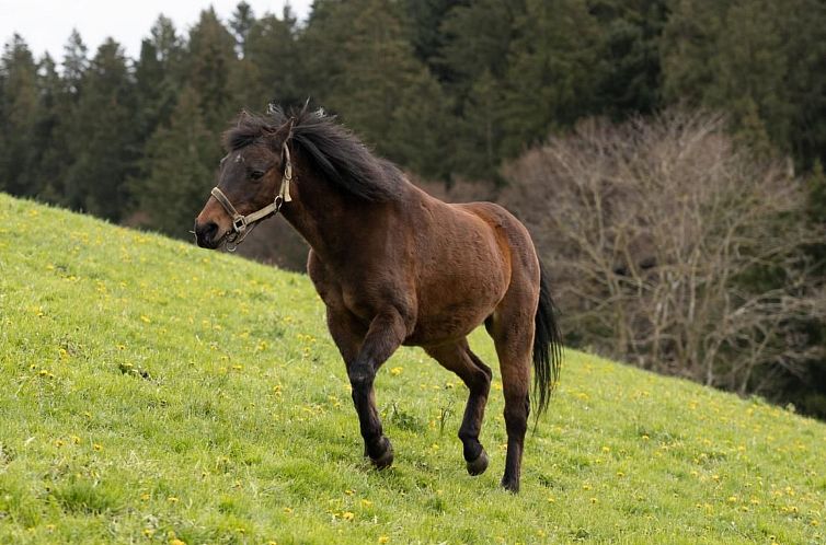 Appartement Muessache