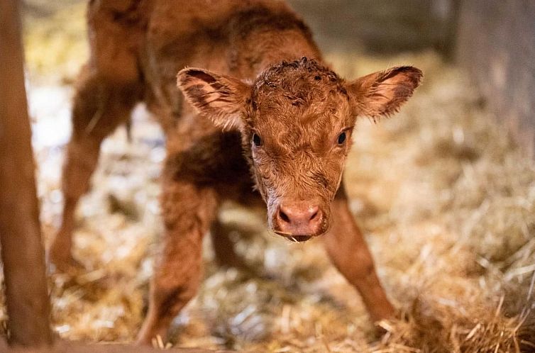 Appartement Muessache