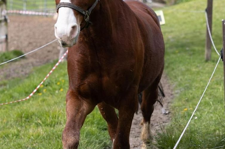 Appartement Muessache