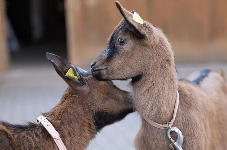 Appartement Muessache