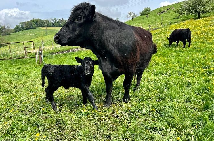 Appartement Sommerhof