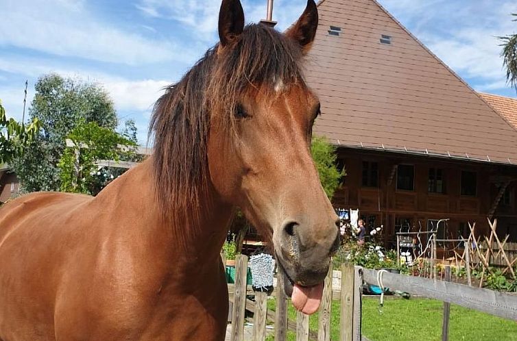 Appartement Sommerhof
