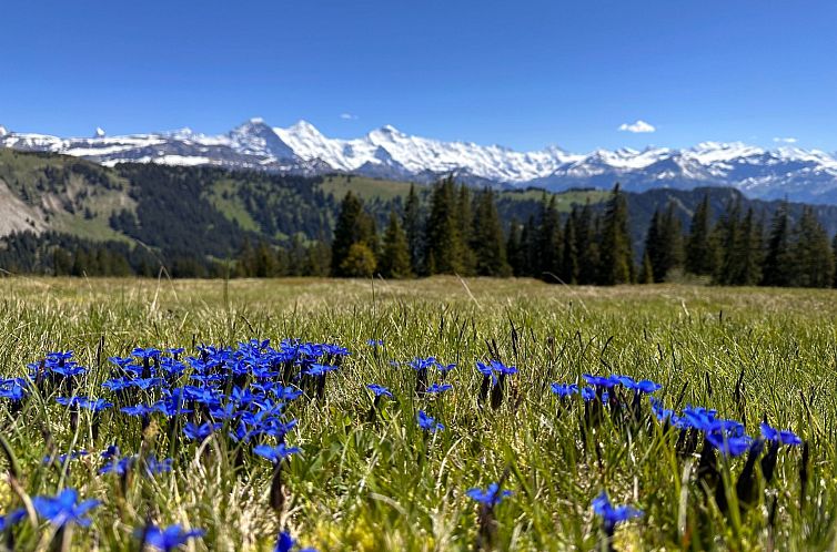 Appartement Wohnung Niesenblick