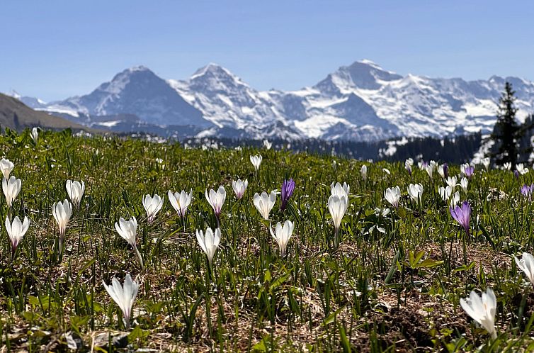 Appartement Wohnung Niesenblick