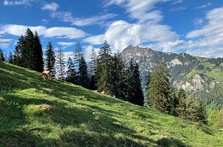 Vakantiehuis Hofuri, 1300m