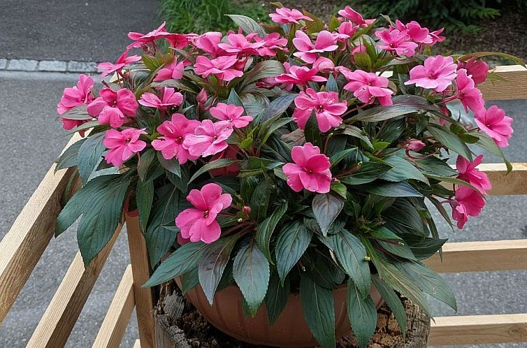 Appartement Arlinn Apartment