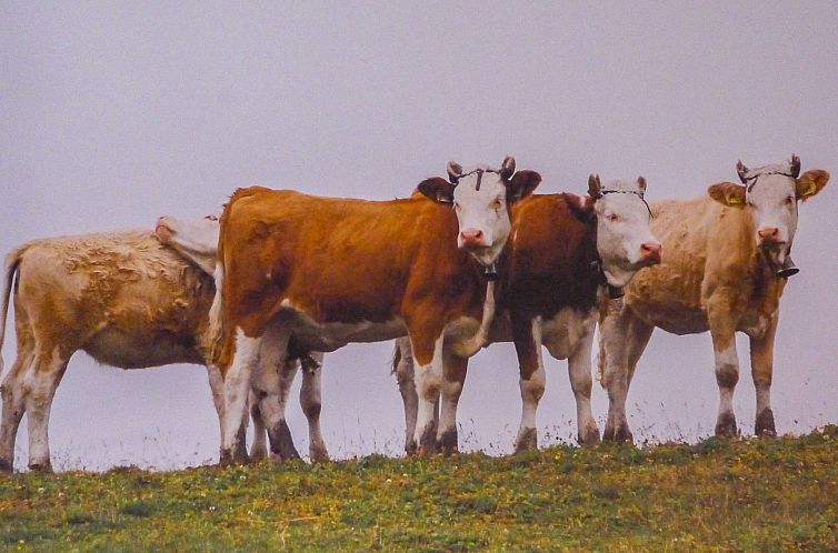 Appartement Chalet Eiger