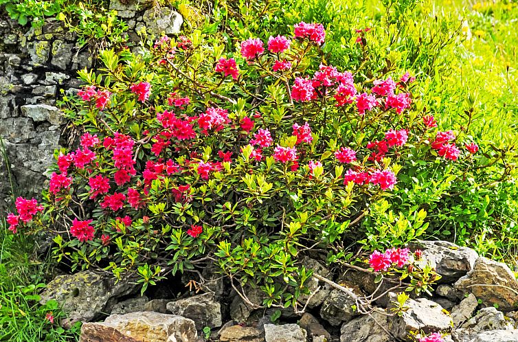 Appartement Rose Studio Y