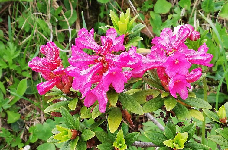 Appartement Kari's Schüür