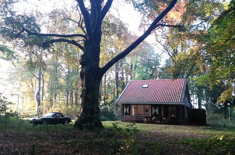 Vakantiehuisje in Midlaren omgeven door herfstbos in Noord Drenthe, perfect voor een ontspannen verblijf in de natuur.