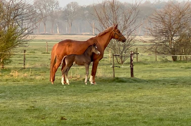 Vakantiehuis in Borger