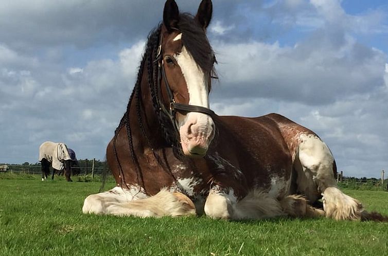 Vakantiehuis in Borger