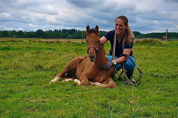Vakantiehuis in Borger