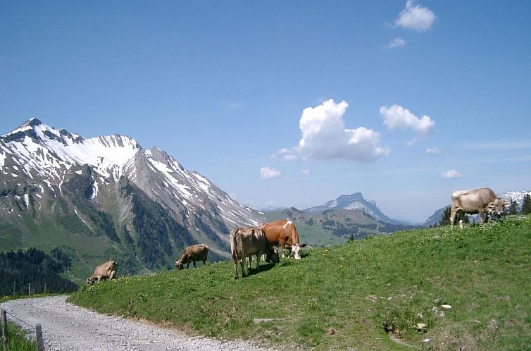 Appartement Steinadler