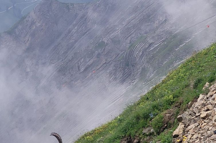 Appartement Kolibri Parterre