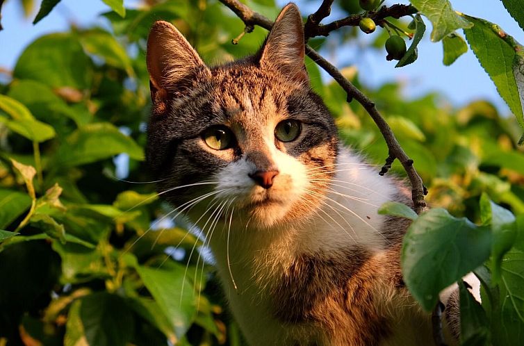 Appartement Chalet Bärgblick