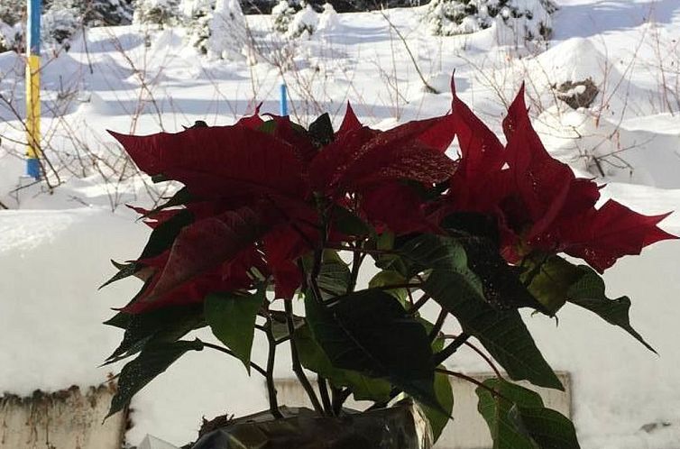 Appartement 10-Bettwohnung