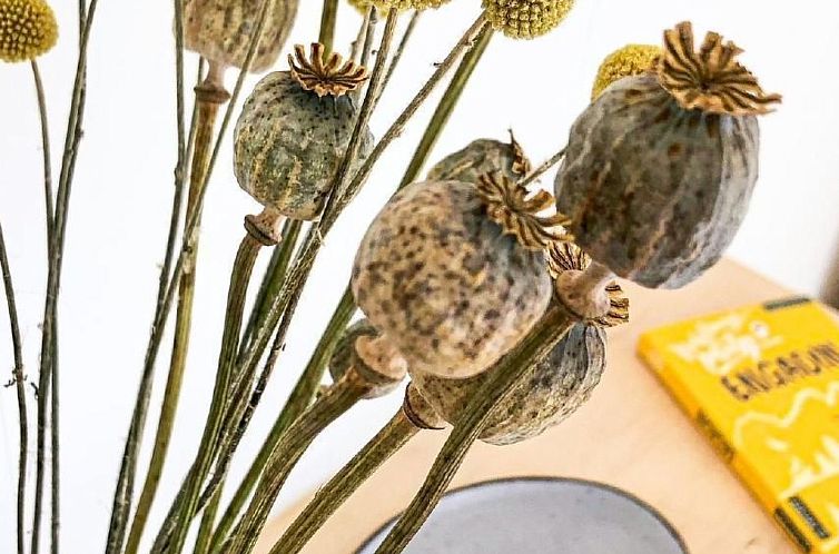 Appartement Villa Fried, Natüra