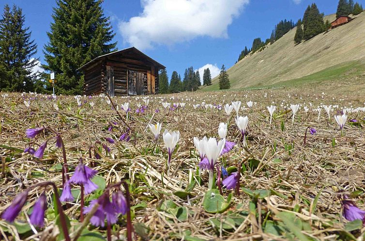 Appartement Ferienhaus Larix