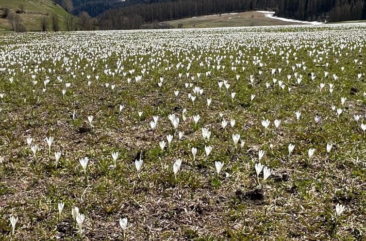 Appartement Chasa Jaro