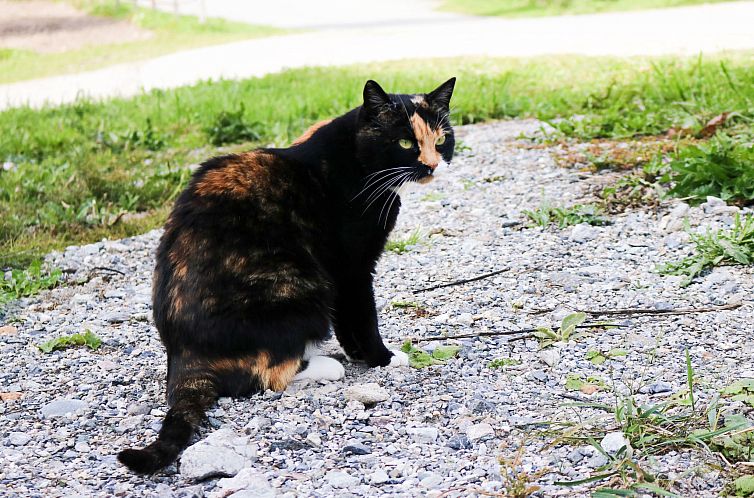 Appartement Ferienwohnungen Paclerahof, (Sta. Maria - Santa 