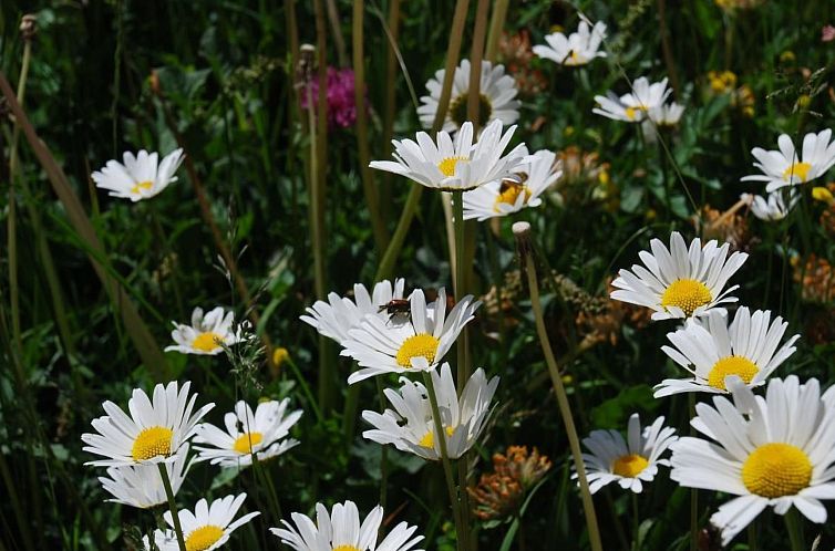 Appartement Arnica 3