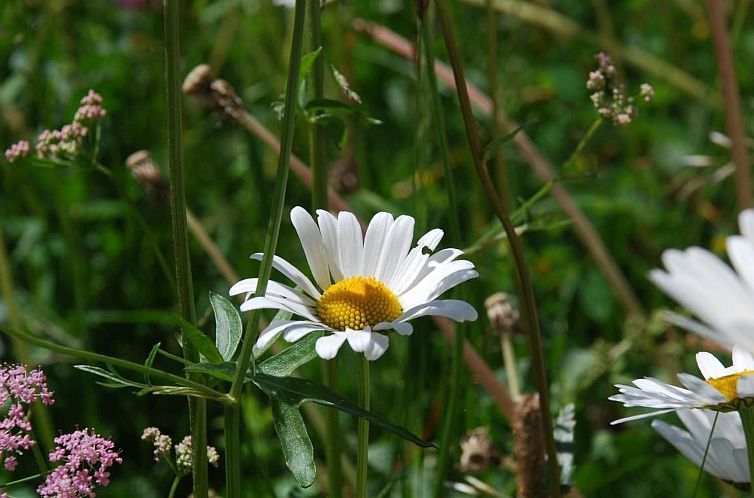 Appartement Chesa Arnica A1