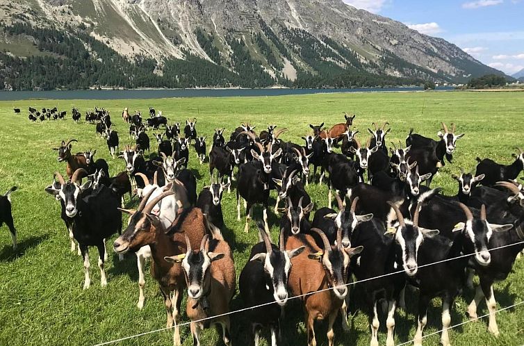 Appartement Chesa Ladina