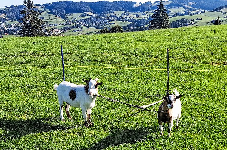 Vakantiehuis "Hüttli" neben dem Bauernhof Fendrig