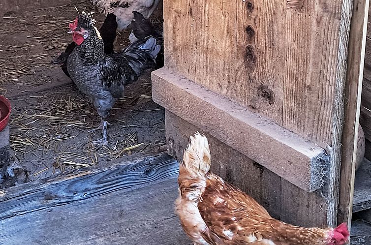 Vakantiehuis "Hüttli" neben dem Bauernhof Fendrig