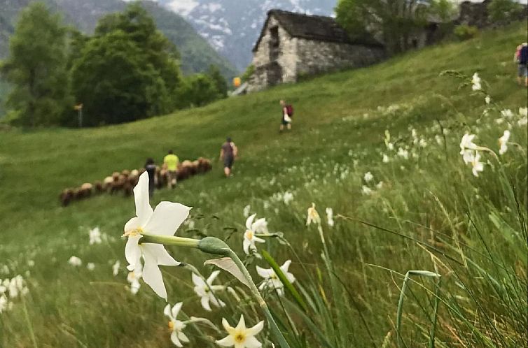 Appartement Typisches Tessiner Landleben im Centovalli