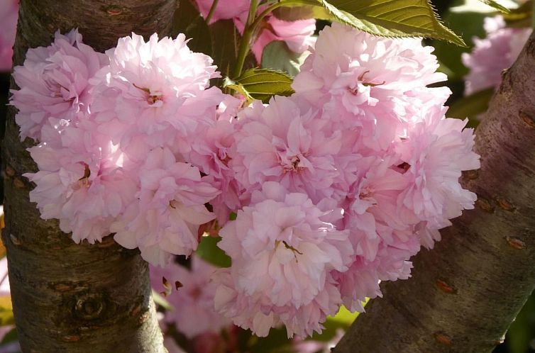 Appartement Casa Luck