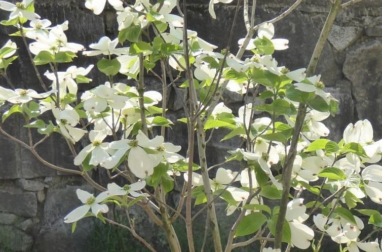 Appartement Casa Luck