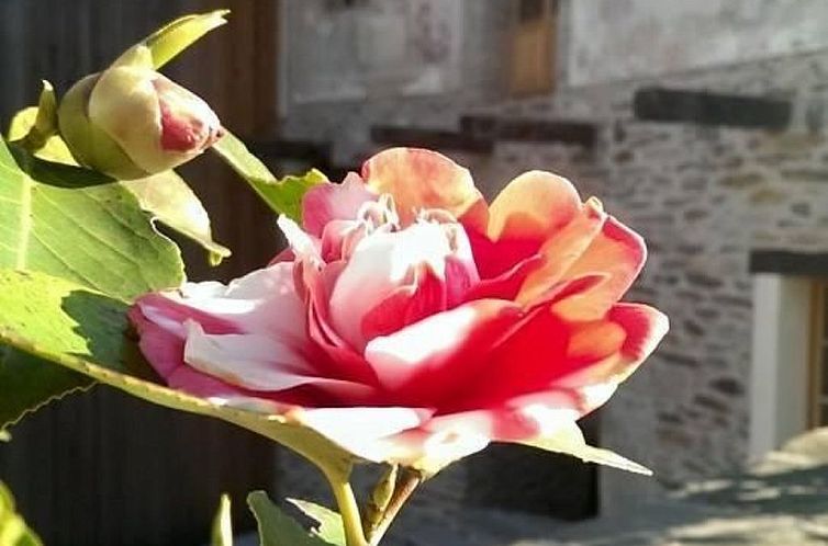 Appartement Corte delle Camelie - Wohnung im ersten Stock